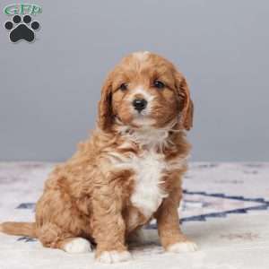 Dexter, Cavapoo Puppy